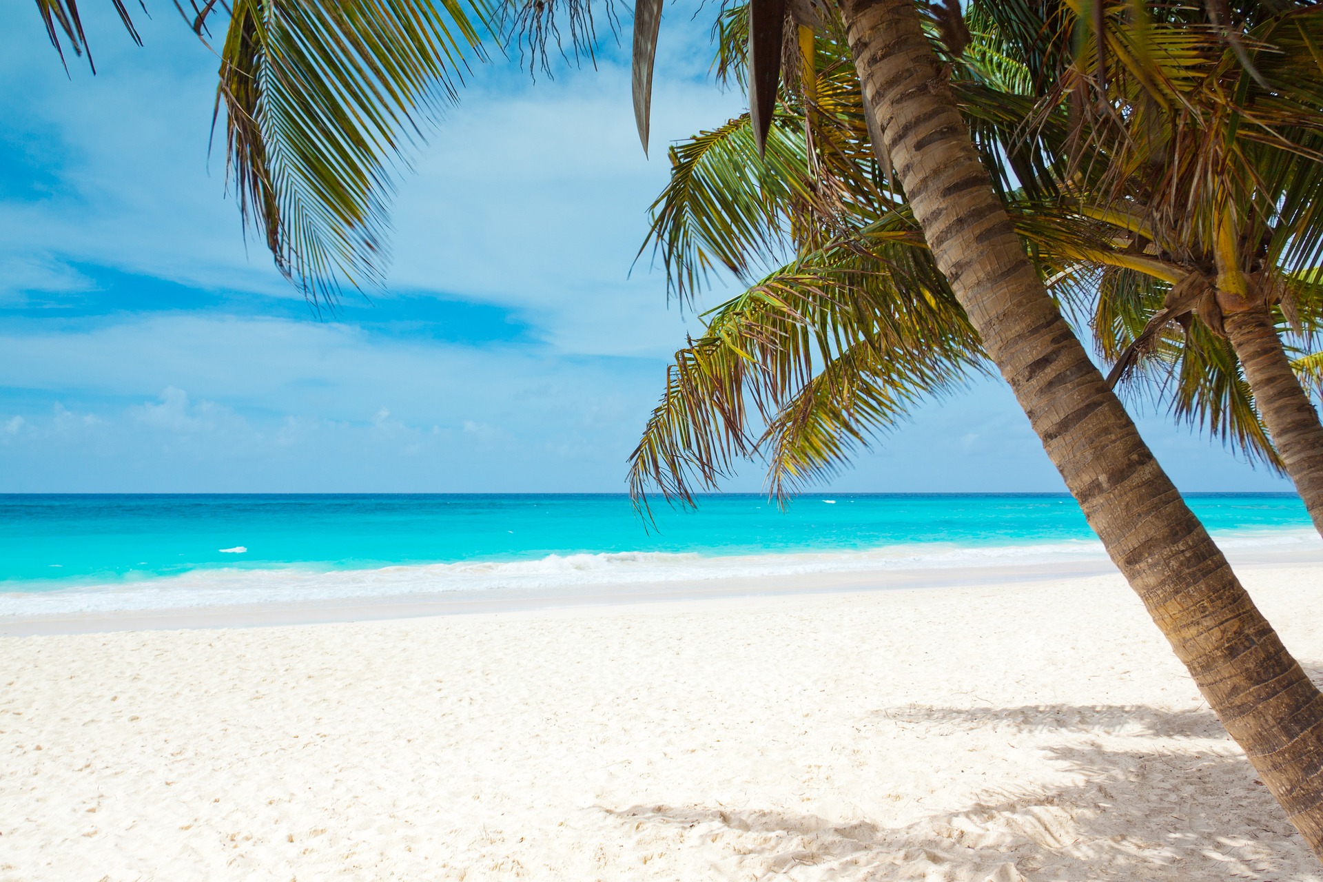 vista-frontale-spiaggia-caraibi-con-palma
