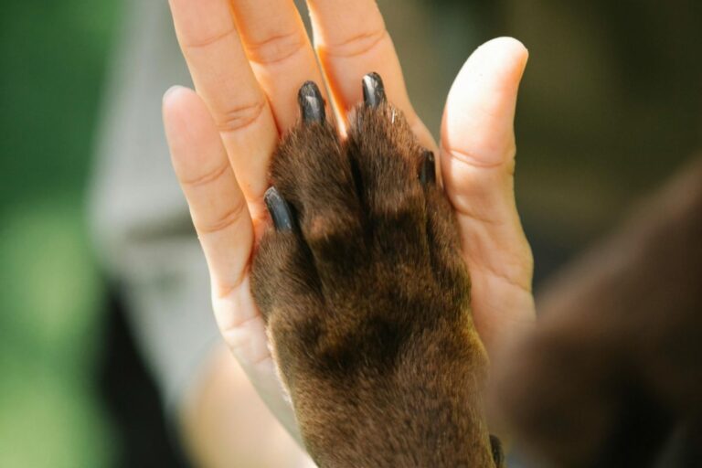 Volare con gli animali