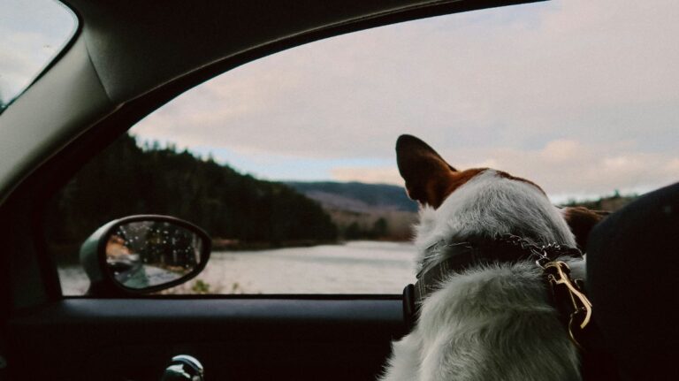 Viaggiare nell'Ue con animali, come fare?