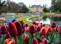 primavera in fiore a pralormo messer tulipano 2026 tra arte e solidarieta 1774033328