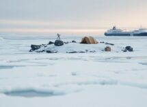 Piccola isola antartica individuata nel Mare di Weddell: cosa sappiamo